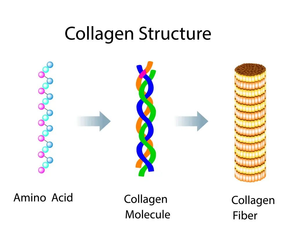 wat is collageen - eiwit structuur