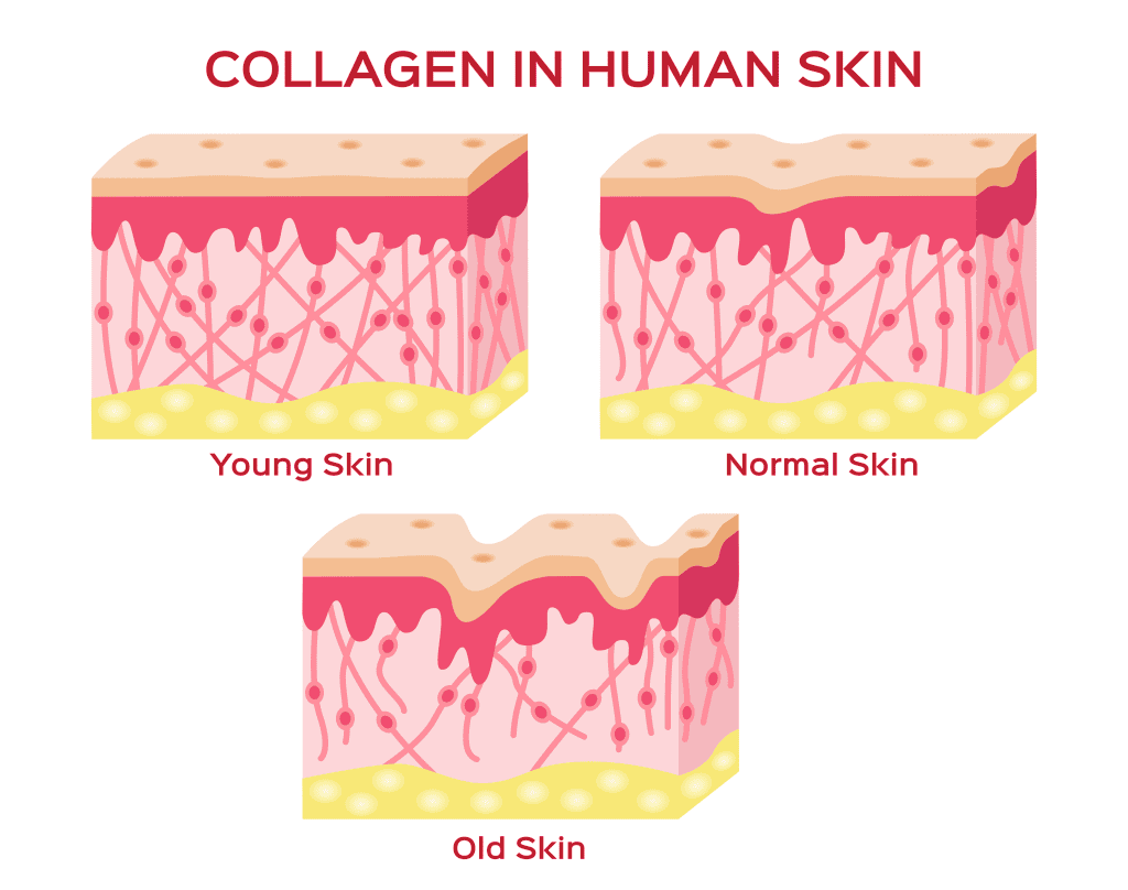 Collageen voor huidverbetering bij jonge en oudere huid